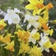 15 Narcissen (botanical mix) (leverbaar van sep-dec)